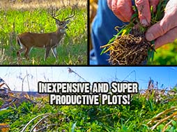 Inexpensive and Super Productive Food Plots for Whitetails 