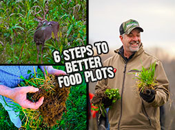 6 Steps to Better Food Plots