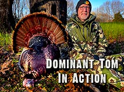 Turkey Hunting: Dominant Tom In Action