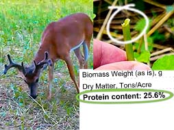 What Deer Eat - Is it Nutritious?