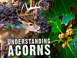 Where to Find Deer in the Early Season |  Move Blinds