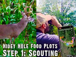 12+ Tips On Where to Put Small Hidey Hole Food Plots 