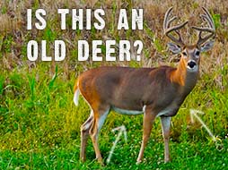 Aging Bucks Basics: How to Look at a Buck and Tell How Old He is
