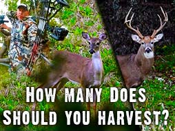 How many does should you harvest?