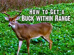 How to Get A Buck Within Range