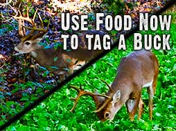 Use Food Now to Tag A Buck!  