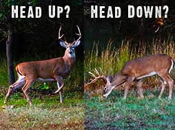 Bow Shot! Shoot when the buck is head up or down?