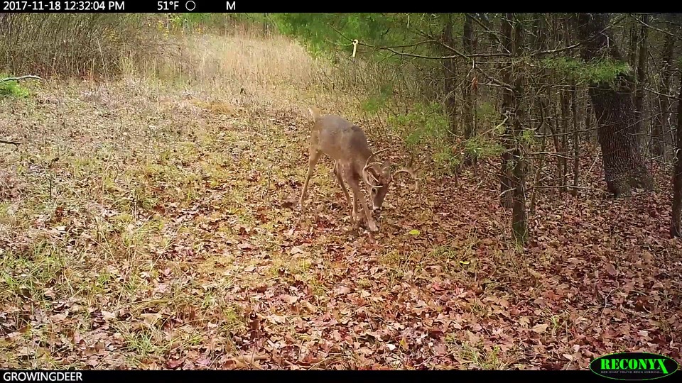 Deer Movement Charts For Arkansas