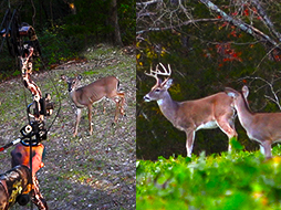 www.growingdeer.tv